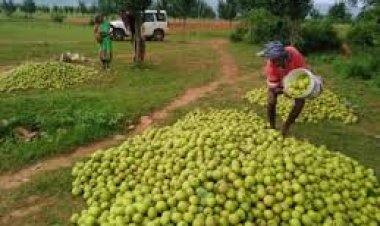 जशपुर की नाशपाती से बढ़ रही किसानों की आमदनी, 3,500 से अधिक कृषक जुड़े फल उत्पादन से